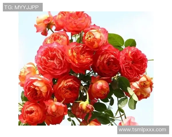 西班牙足球球星与爱侣共谱浪漫篇章打造甜蜜人生 西班牙足球球星与爱侣共谱浪漫篇章打造甜蜜人生